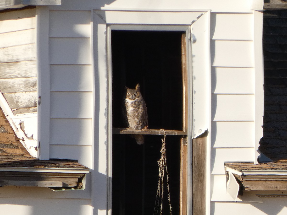 Hontz virginiarra - ML644238160