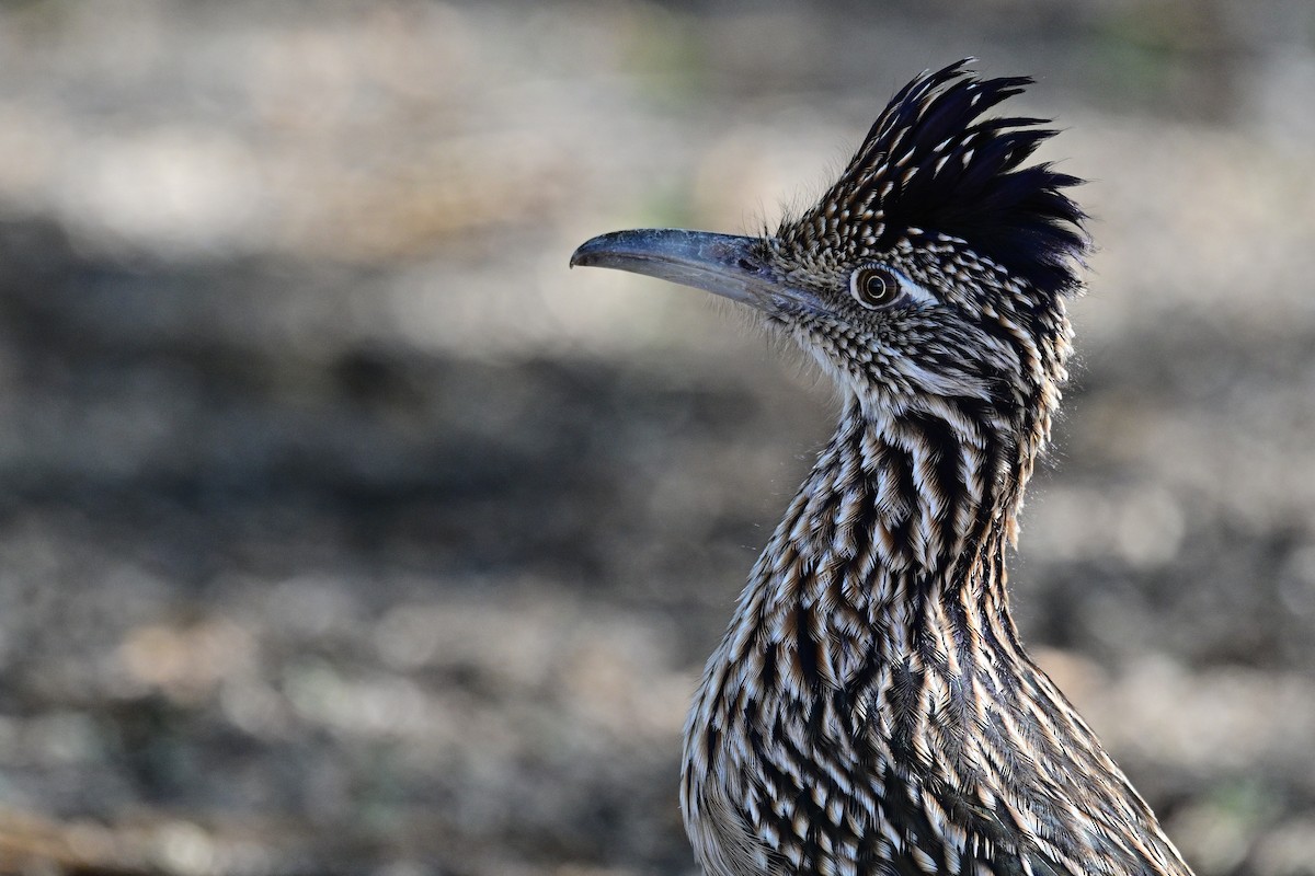 Таязура-подорожник каліфорнійська - ML644238165