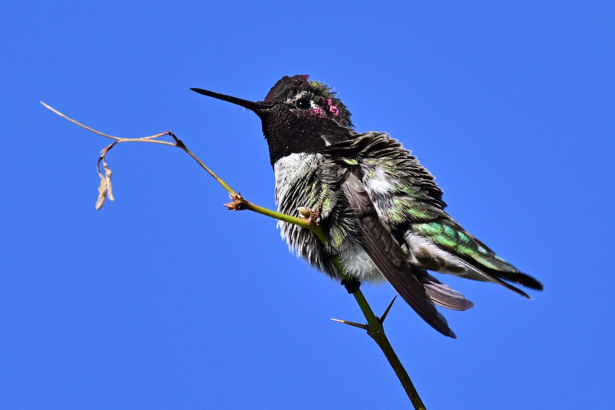 Каліпта рубіновоголова - ML644238170