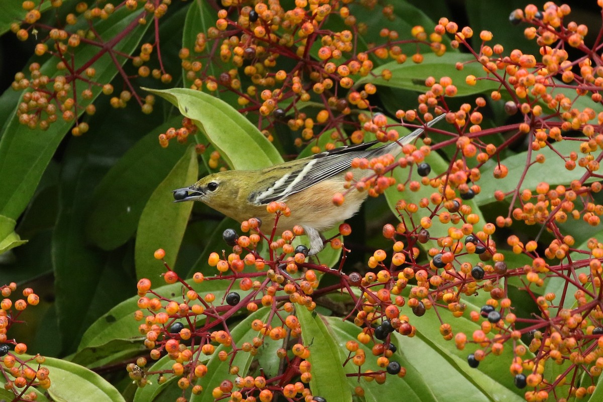 Bay-breasted Warbler - ML644238181