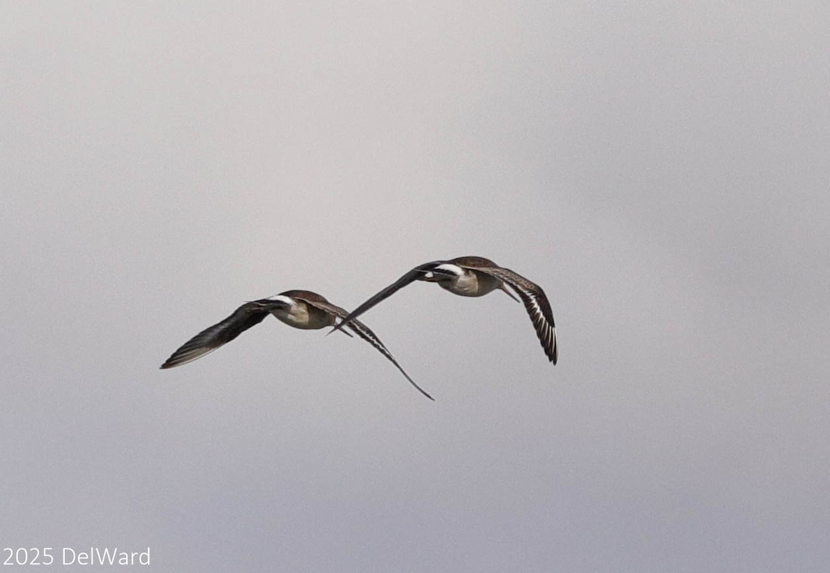 Hudsonian Godwit - ML644238185