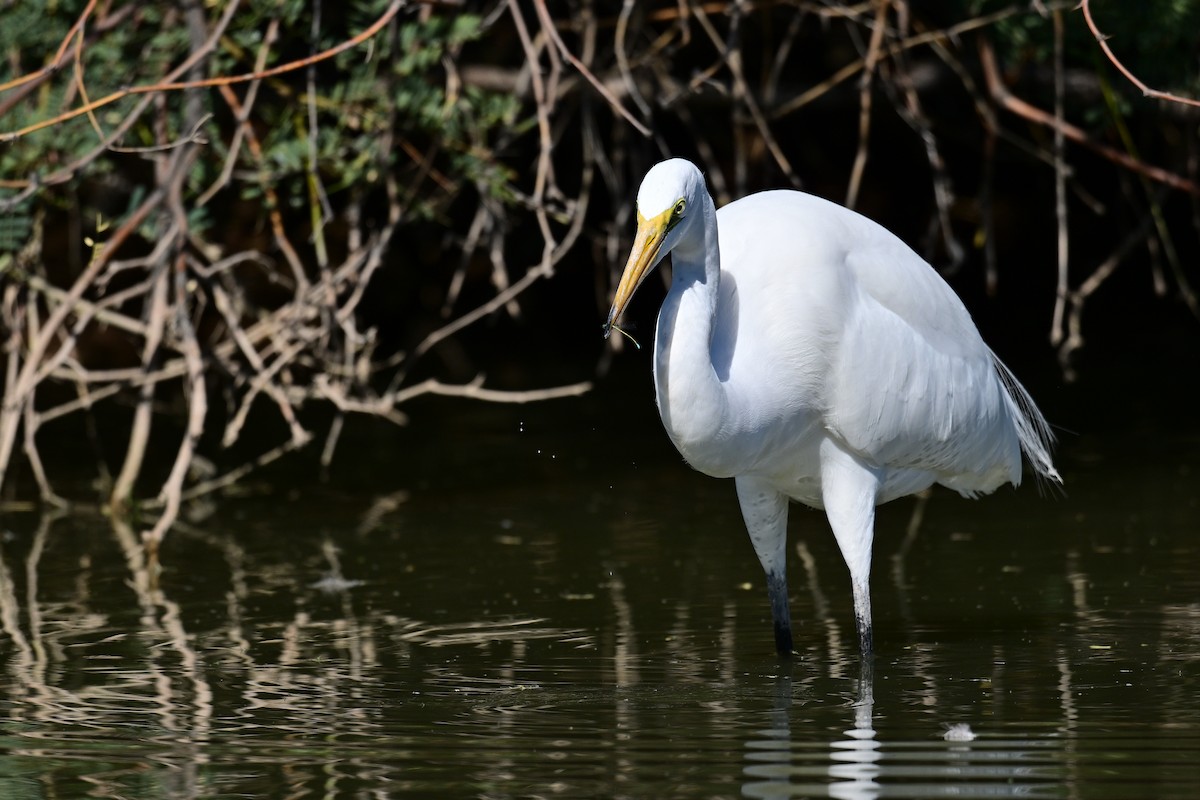 Чапля велика - ML644238188