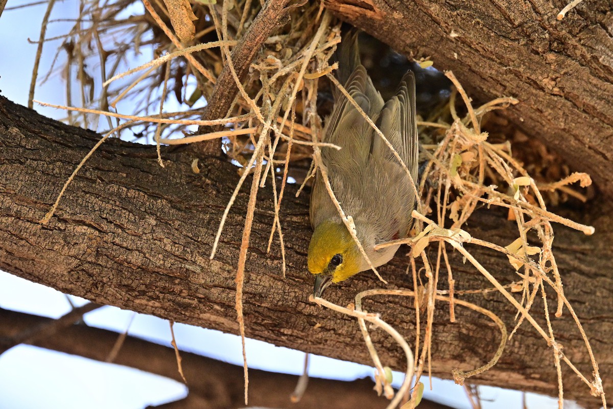 Ремез американський - ML644238196