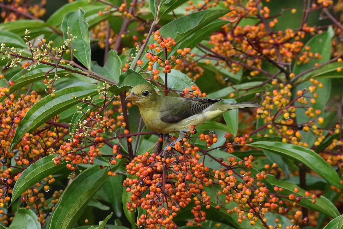 Scarlet Tanager - ML644238204