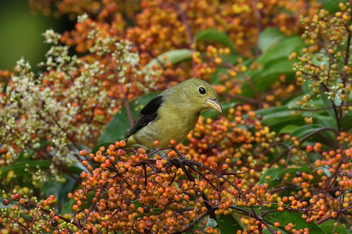 Scarlet Tanager - ML644238205