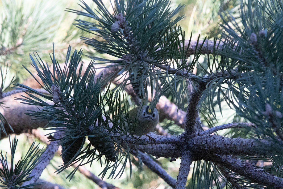 fuglekonge - ML644238207