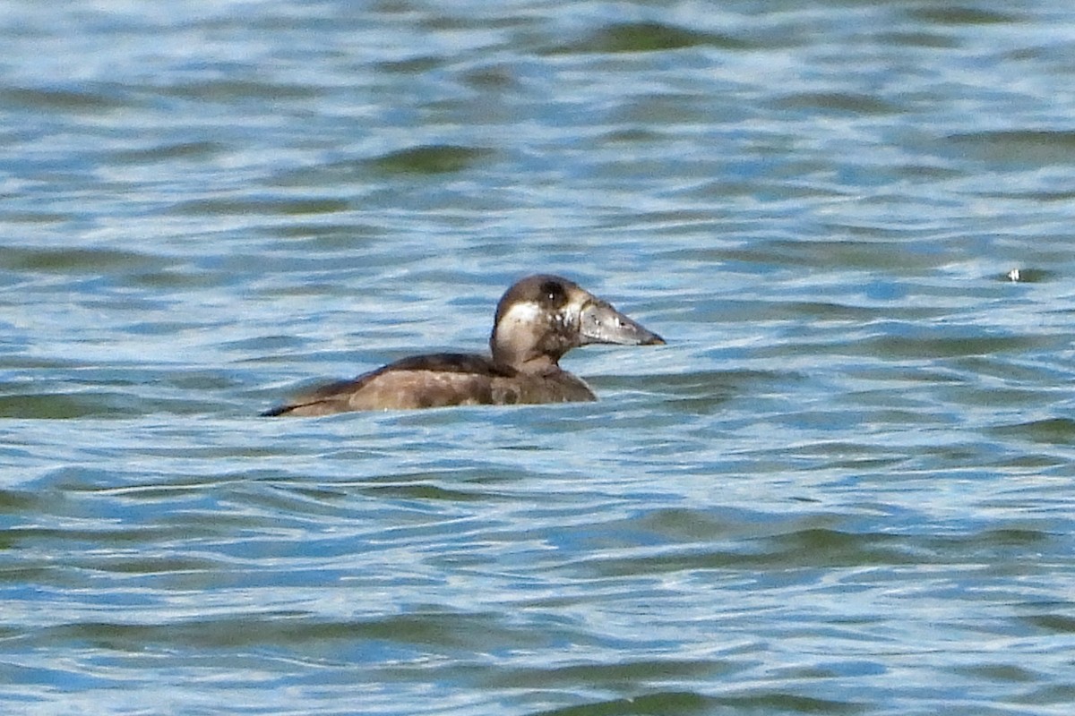 アラナミキンクロ - ML644238215