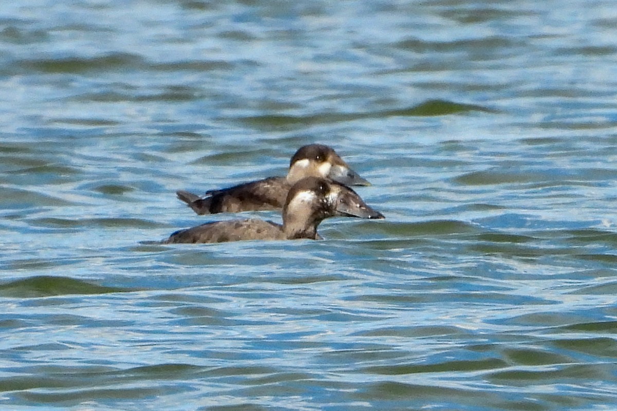 アラナミキンクロ - ML644238216