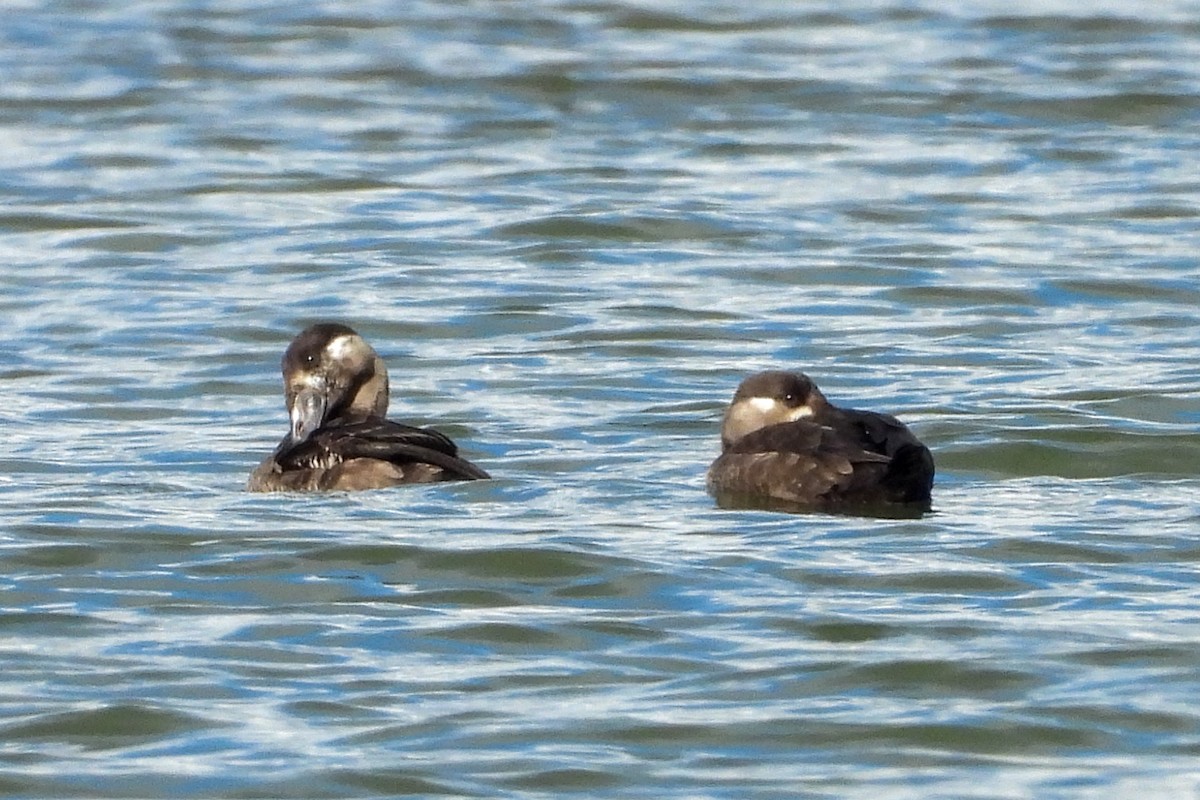 アラナミキンクロ - ML644238217