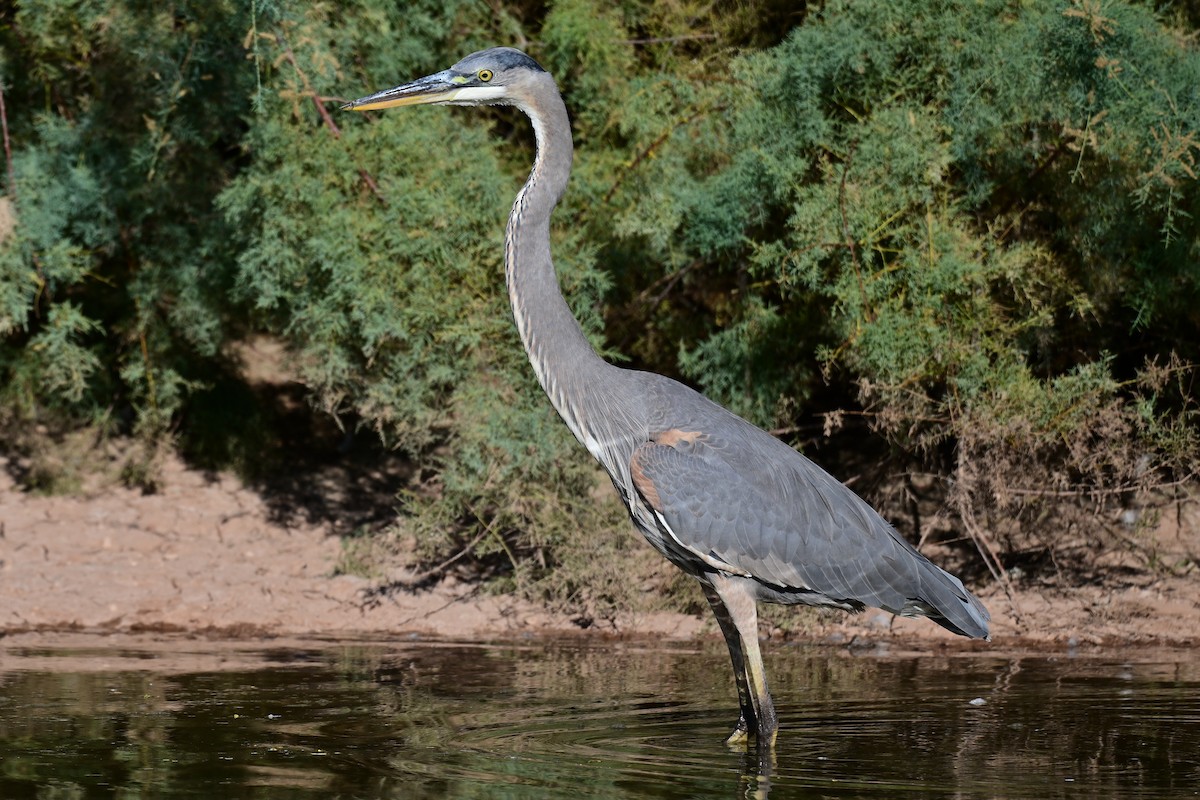 Чапля північна - ML644238230