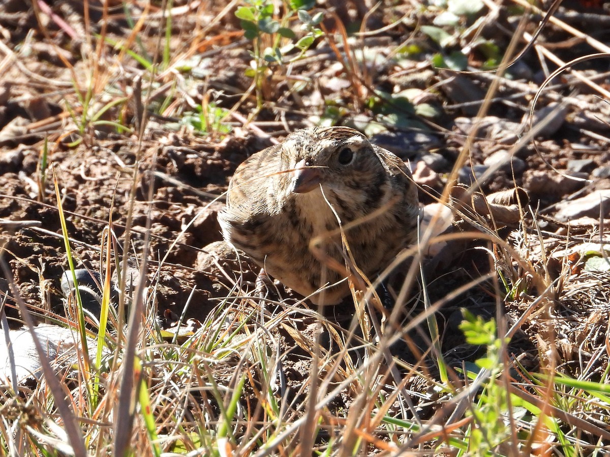 Lapland Longspur - ML644238242