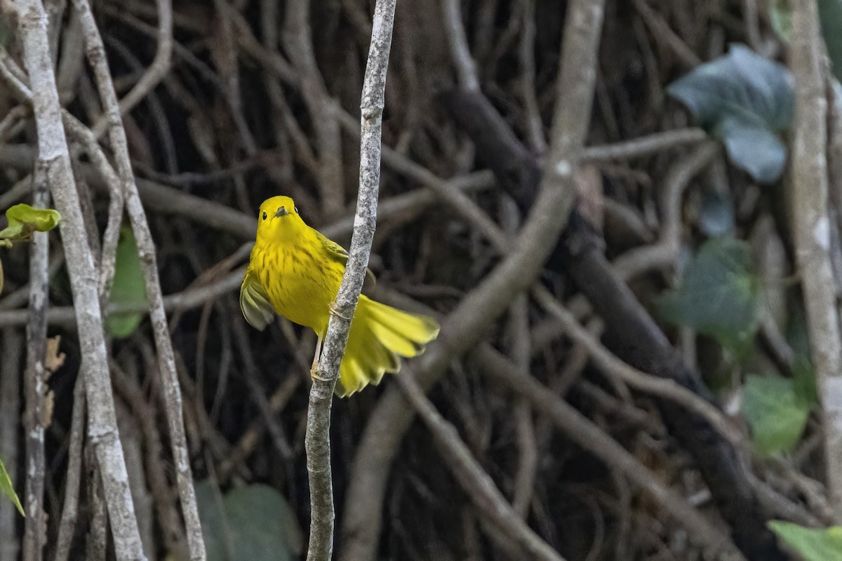 Northern/Mangrove Yellow Warbler - ML644238254