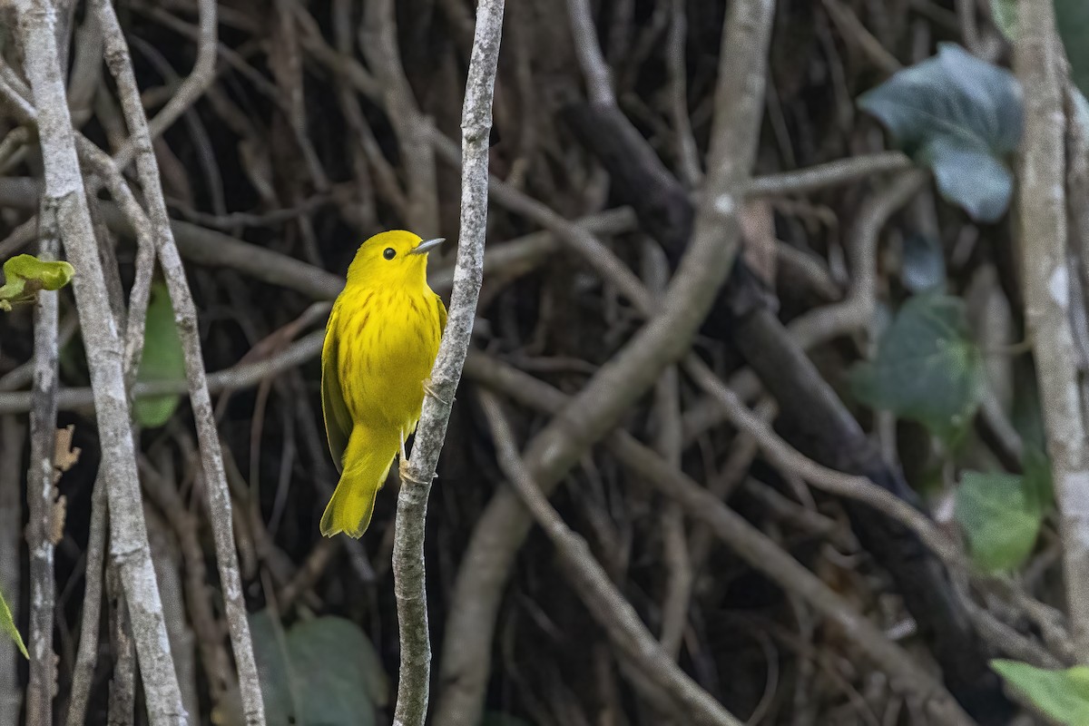 Northern/Mangrove Yellow Warbler - ML644238265