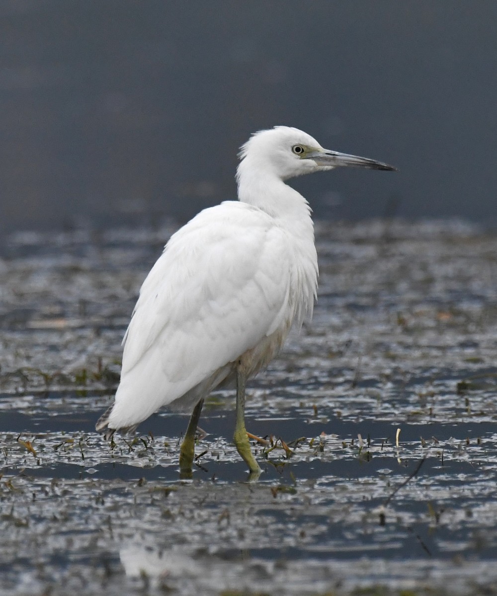 Little Blue Heron - ML644238267