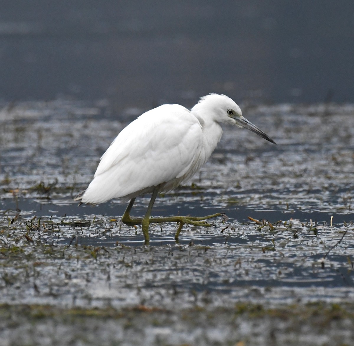 Little Blue Heron - ML644238271