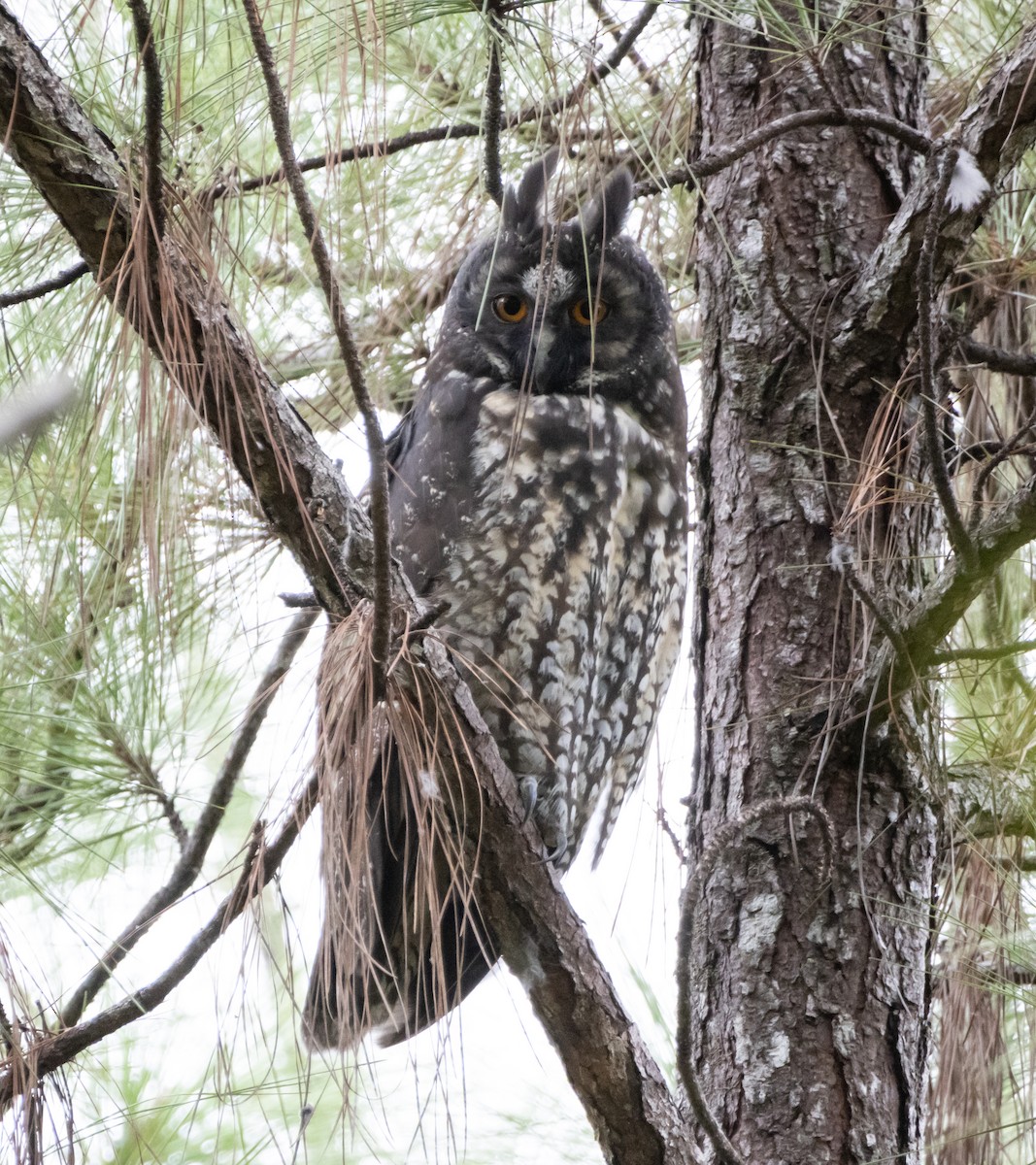 Stygian Owl - ML644238273