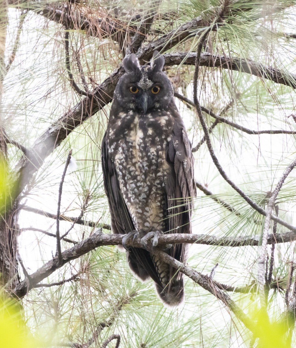 Stygian Owl - ML644238275