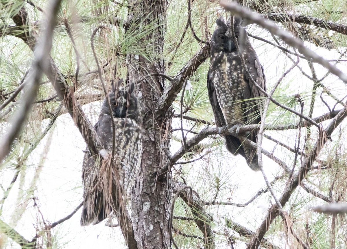 Stygian Owl - ML644238277