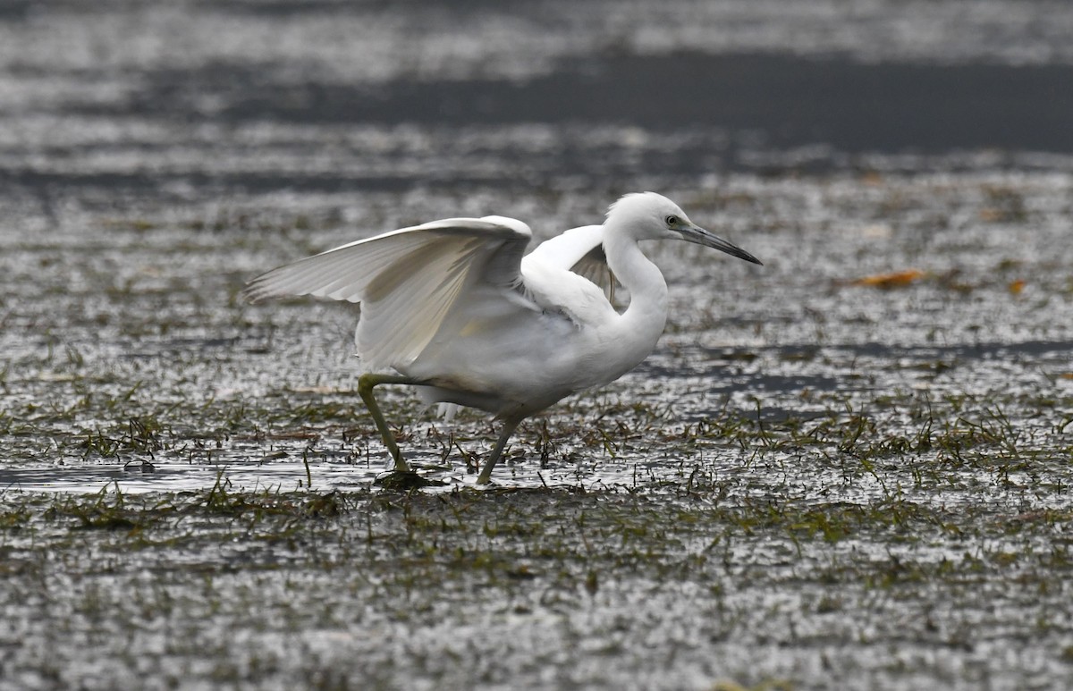 Little Blue Heron - ML644238278