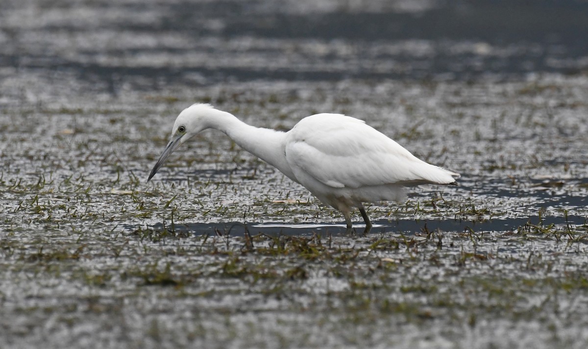 Little Blue Heron - ML644238281