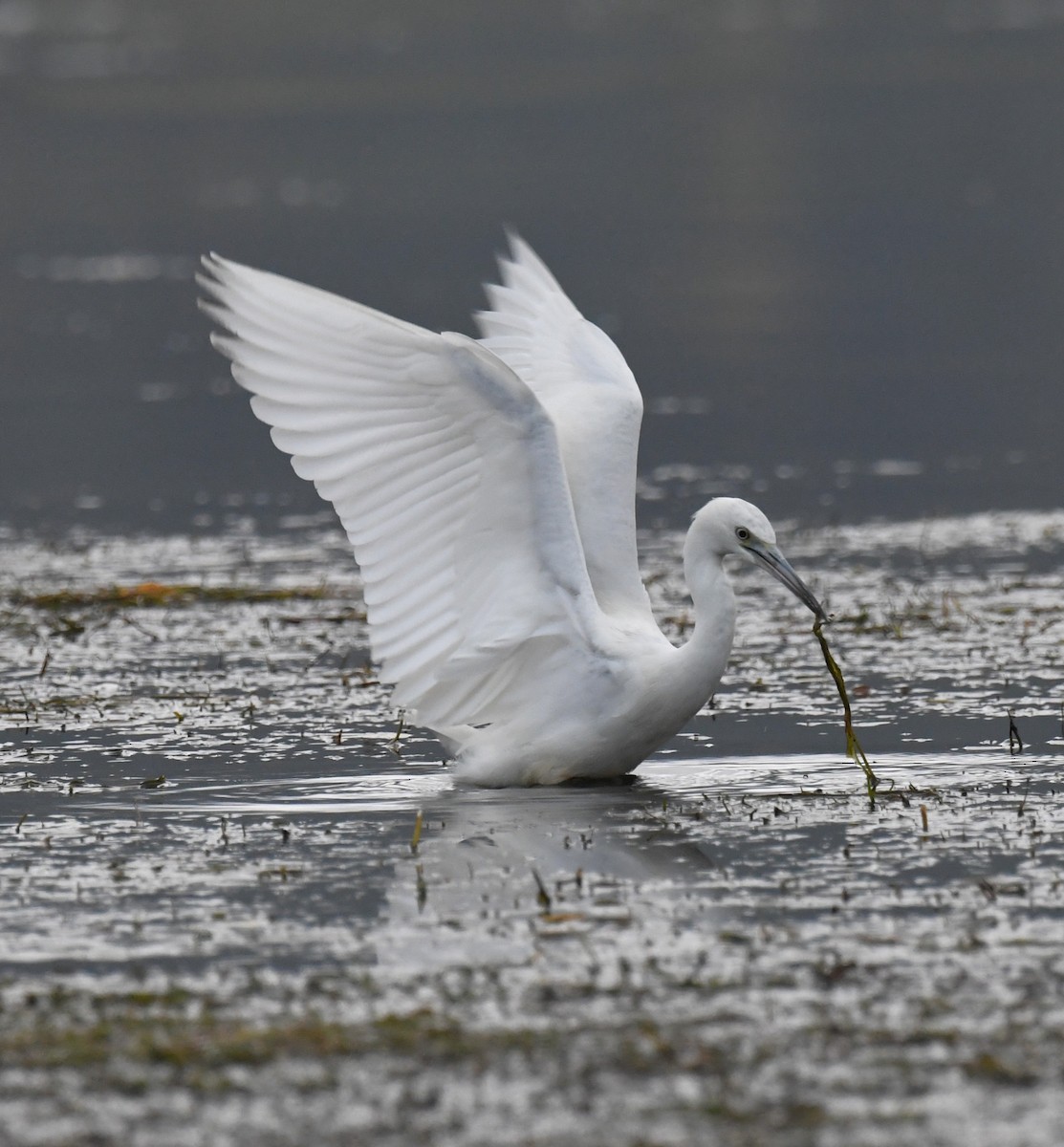 Little Blue Heron - ML644238283