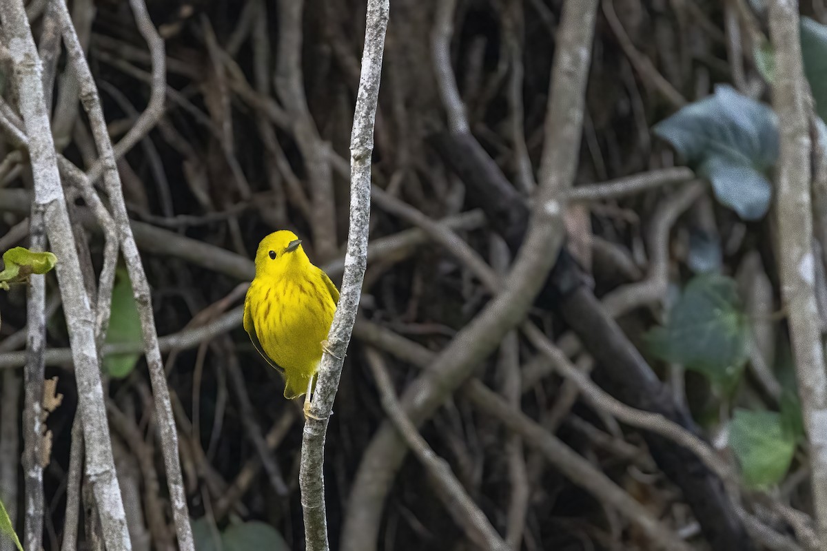 Northern/Mangrove Yellow Warbler - ML644238284