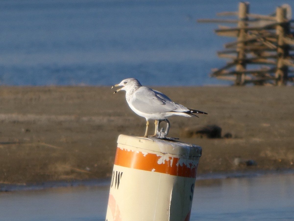 Ring-billed Gull - ML644238288
