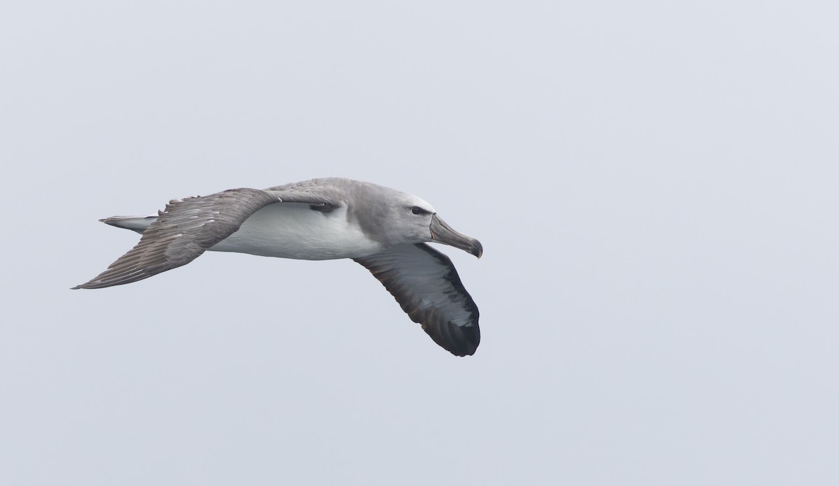 Salvin's Albatross - ML644238296