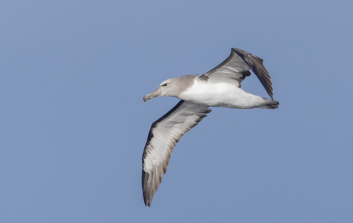 Salvin's Albatross - ML644238300