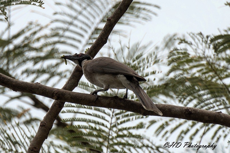 Noisy Friarbird - ML644238302