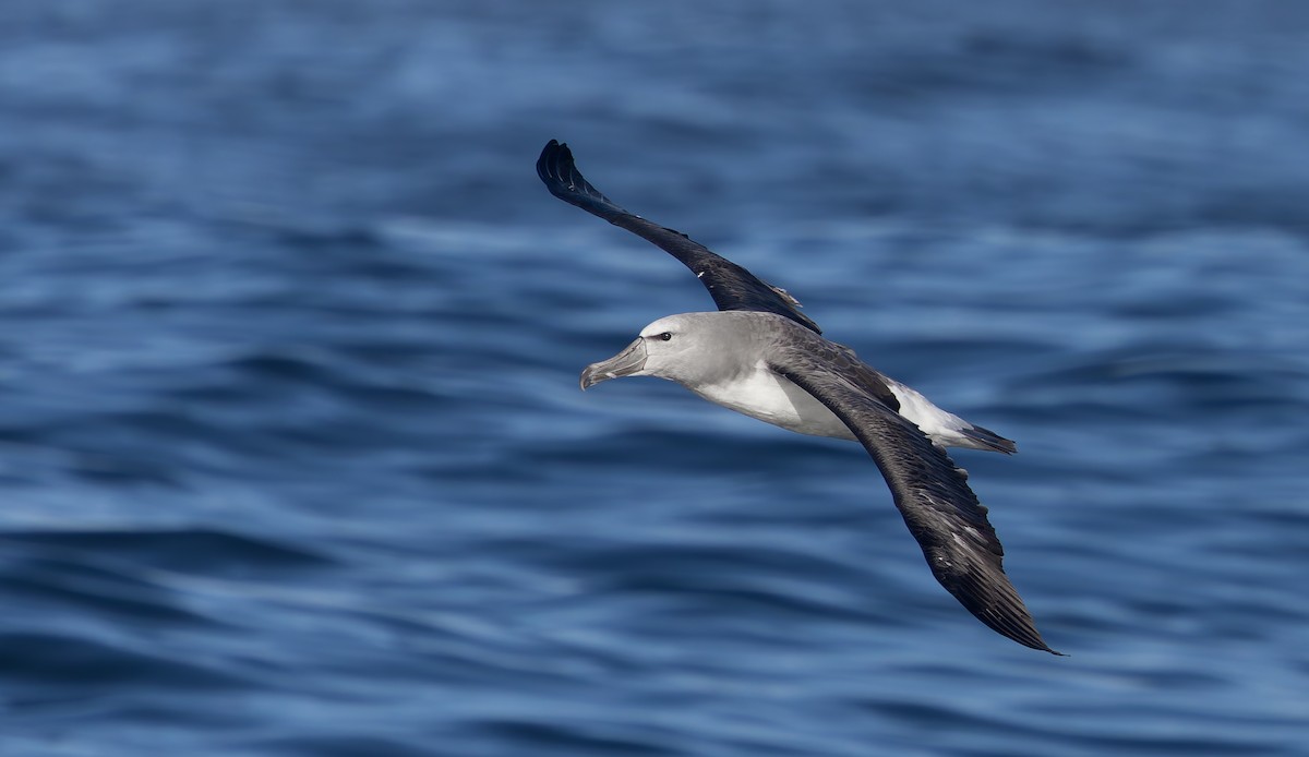 Salvin's Albatross - ML644238303