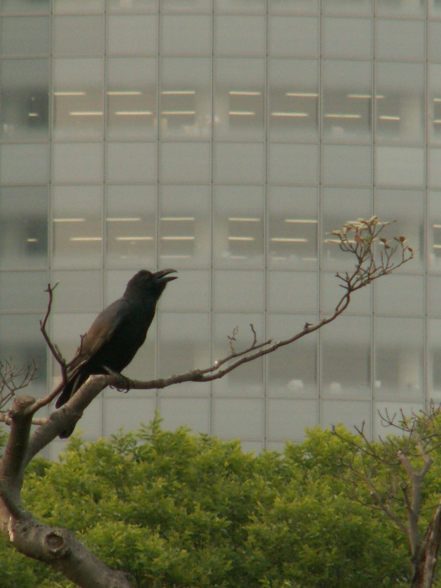 Ворона великодзьоба - ML644238312