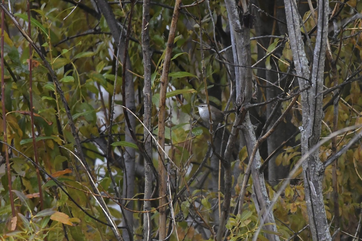 Підбуреник - ML644238319