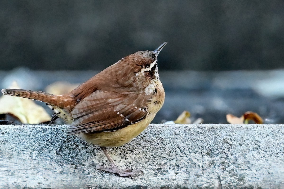 Carolina Wren - ML644238320