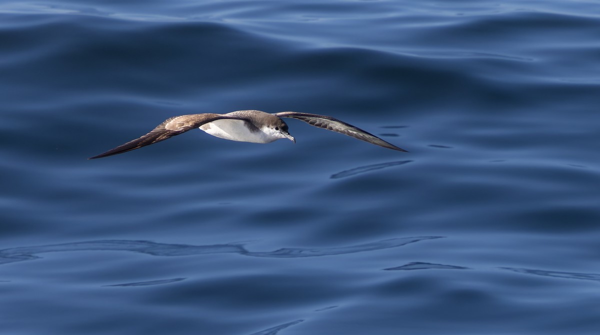 Buller's Shearwater - ML644238324