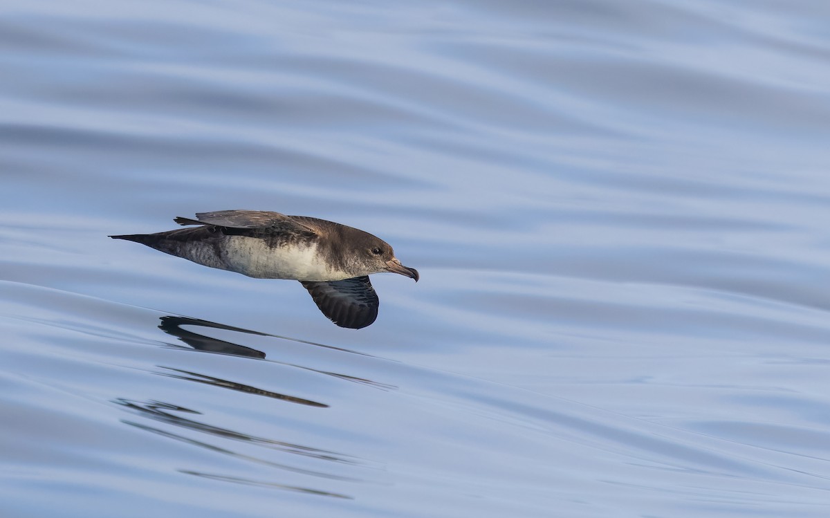 Pink-footed Shearwater - ML644238329
