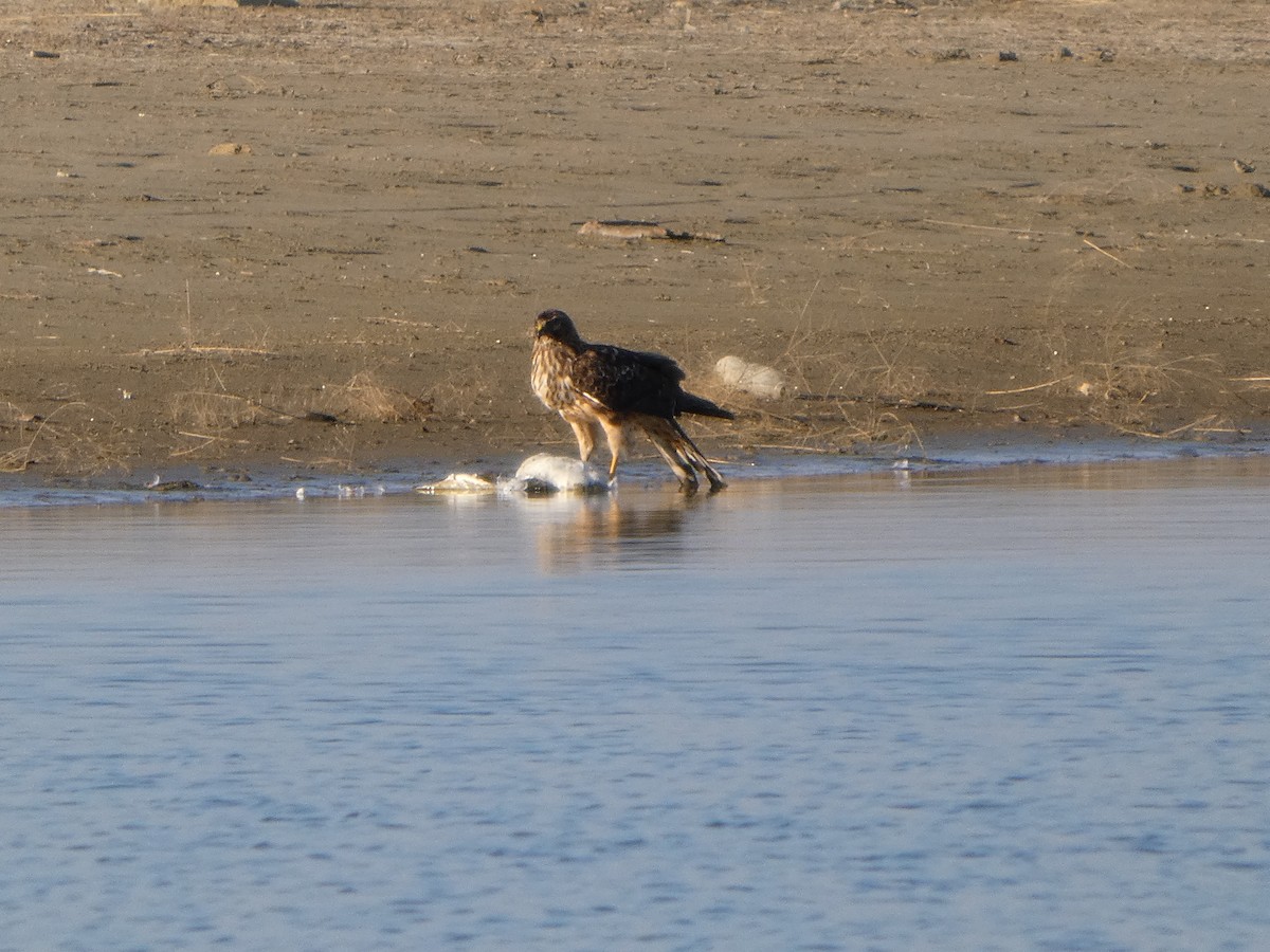Northern Harrier - ML644238332
