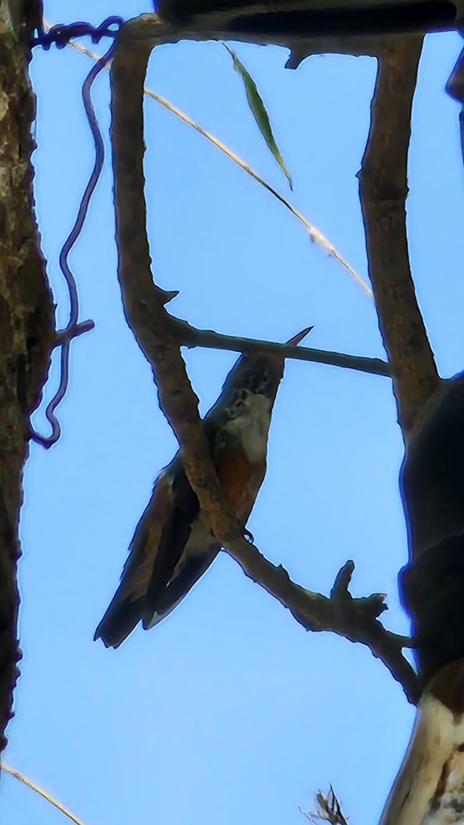 Amazilia Hummingbird - ML644238333