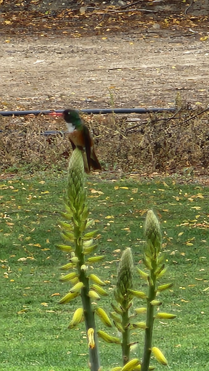 Amazilia Hummingbird - ML644238336