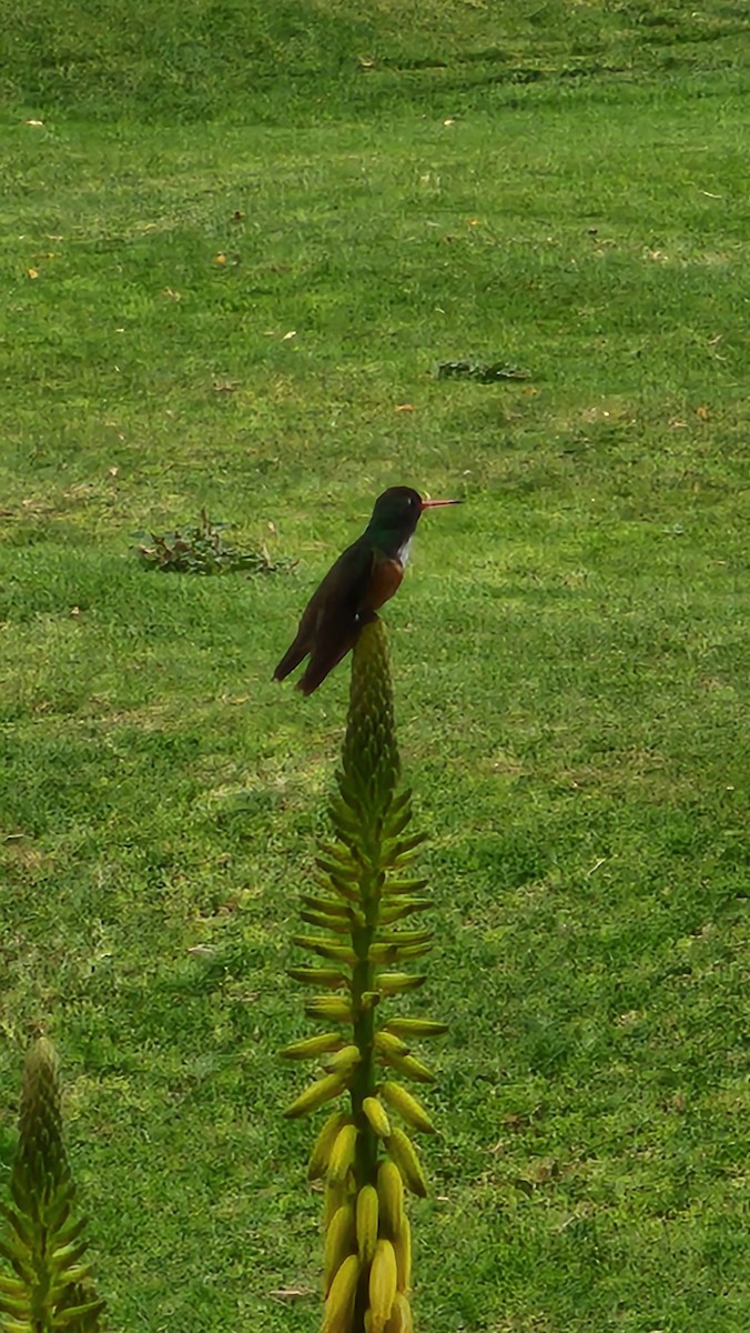 Amazilia Hummingbird - ML644238337