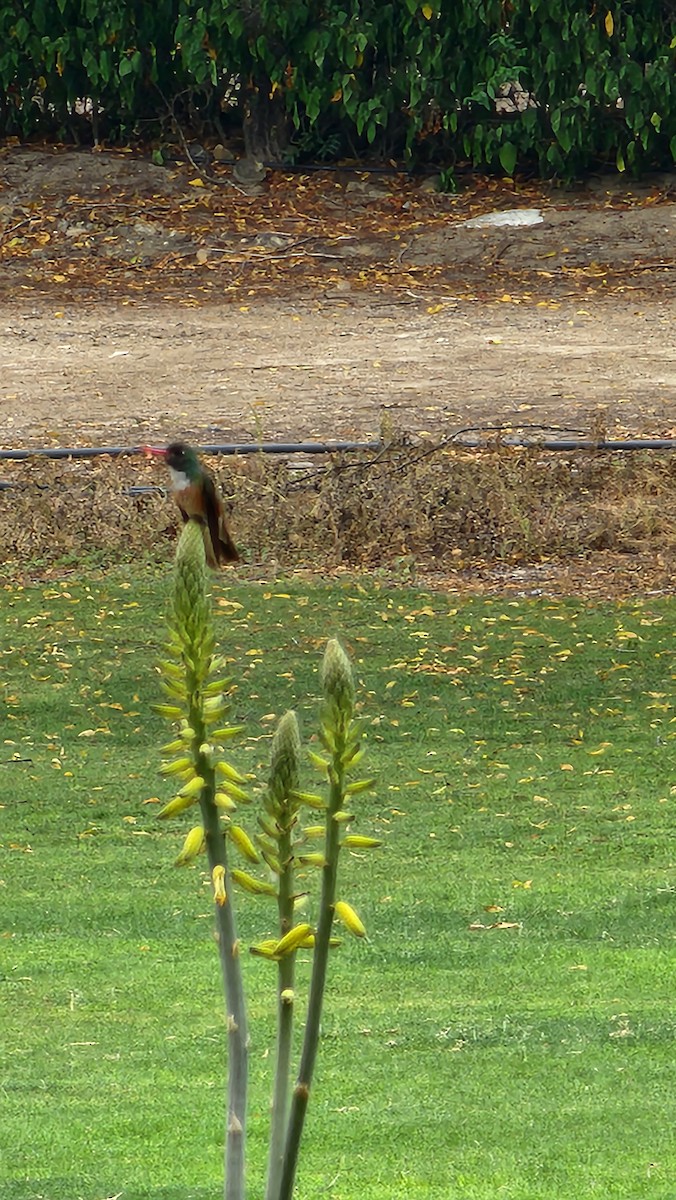 Amazilia Hummingbird - ML644238338