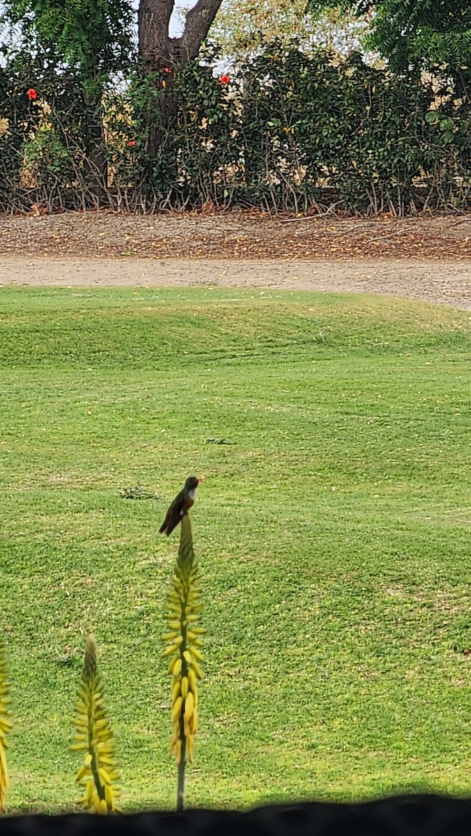 Amazilia Hummingbird - ML644238339