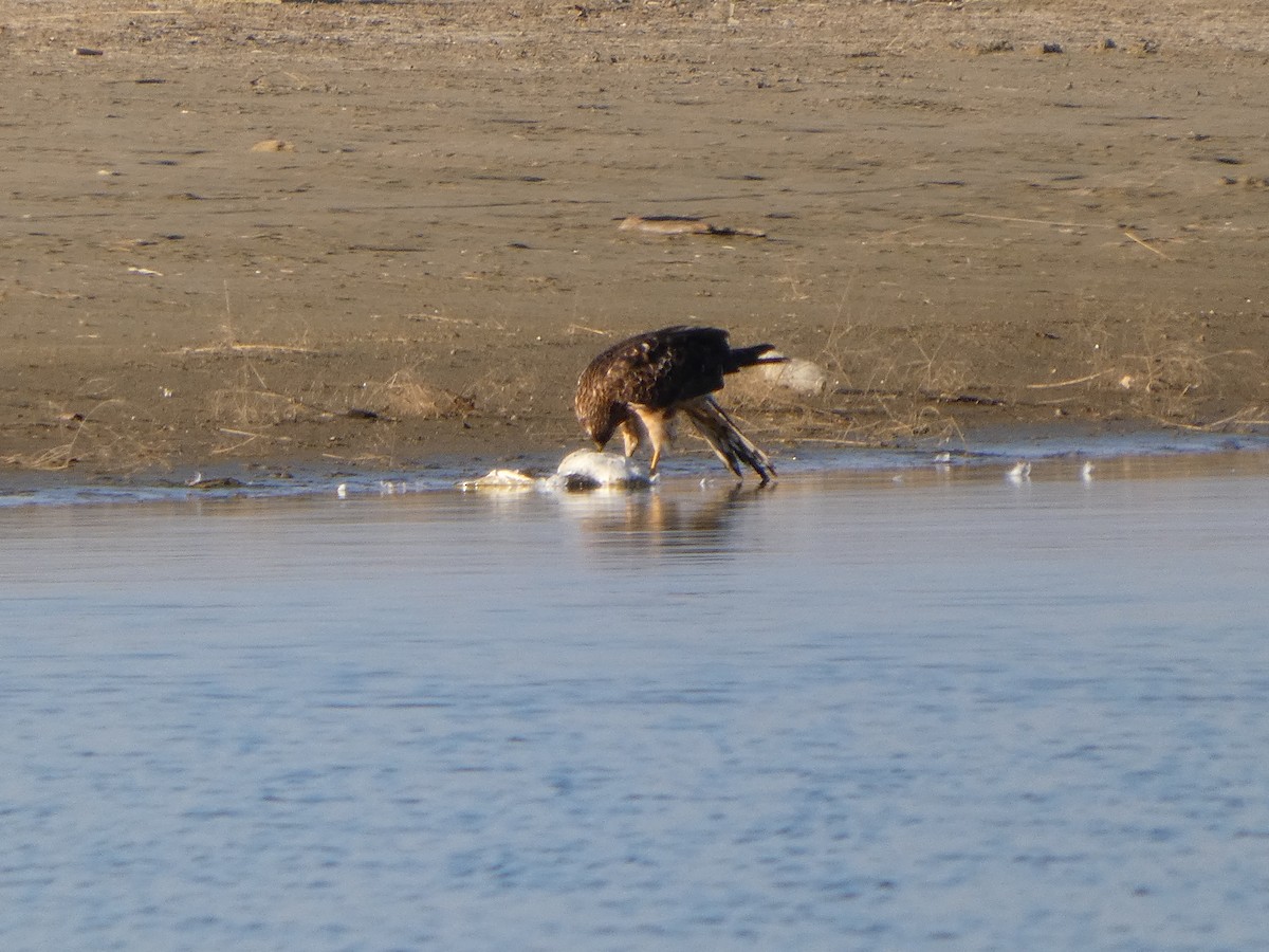 Northern Harrier - ML644238347