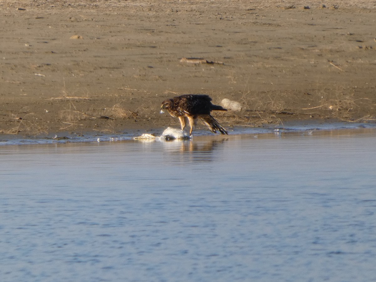 Northern Harrier - ML644238351