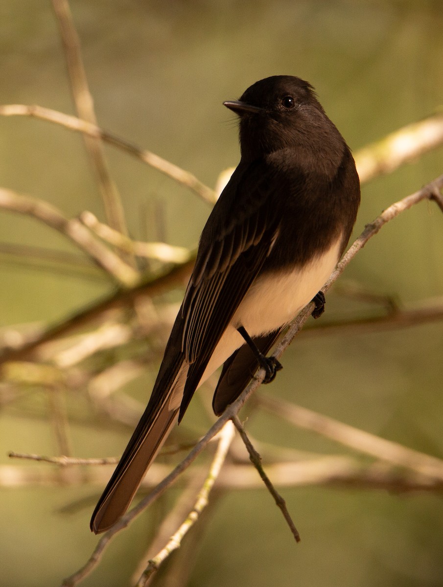 Black Phoebe - ML644238373
