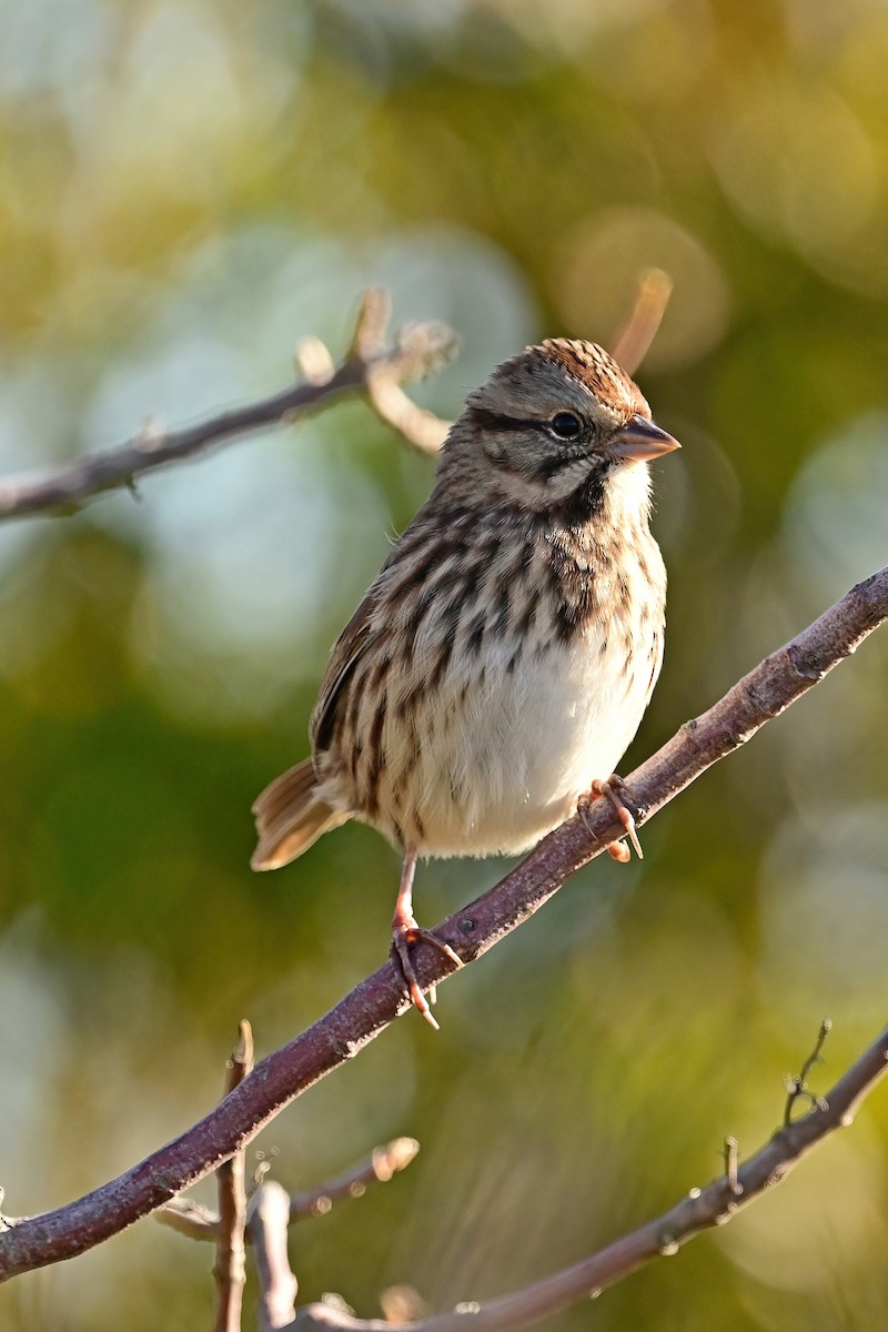 Song Sparrow - ML644238376