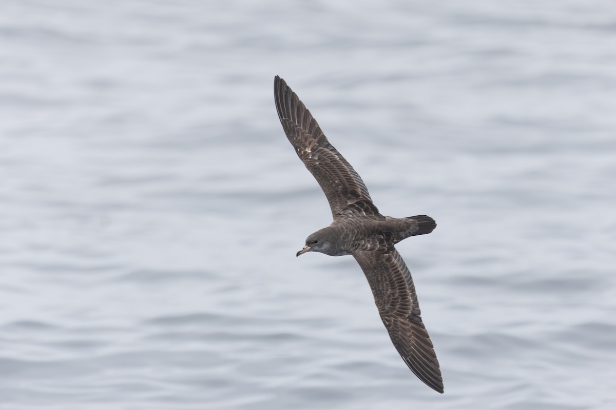 Pink-footed Shearwater - ML644238378