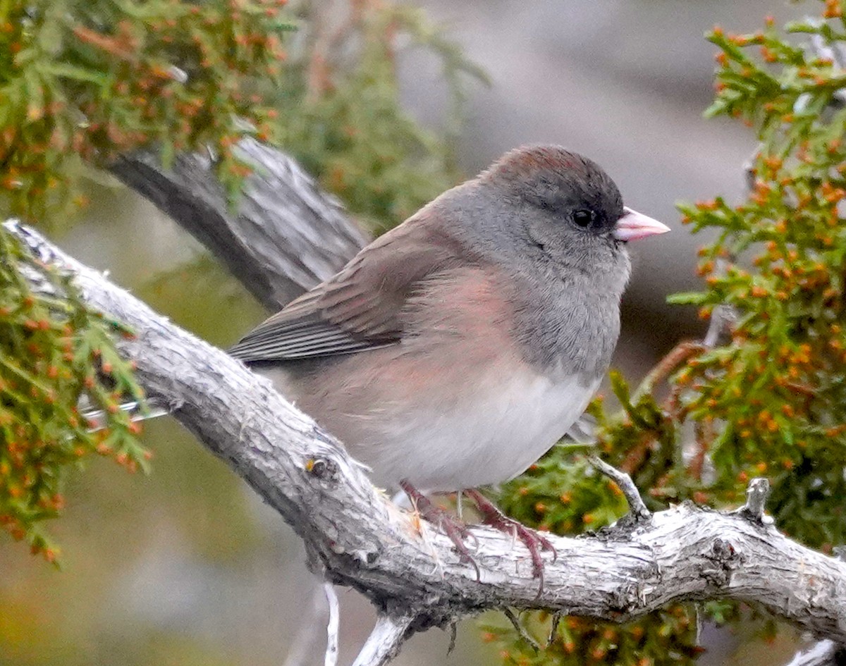 Dark-eyed Junco (Pink-sided) - ML644238389