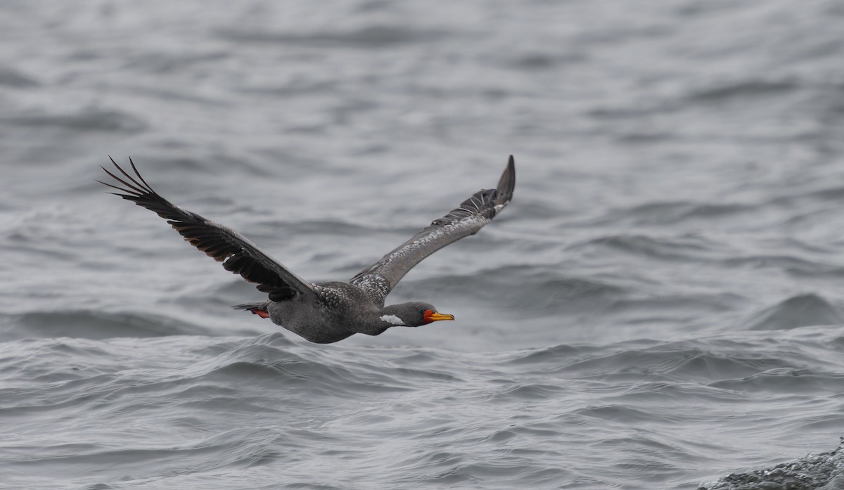 Red-legged Cormorant - ML644238393
