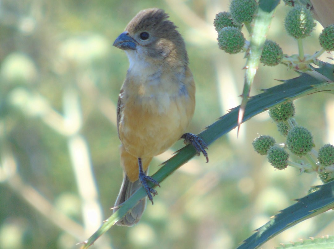 Rusty-collared Seedeater - ML644238396